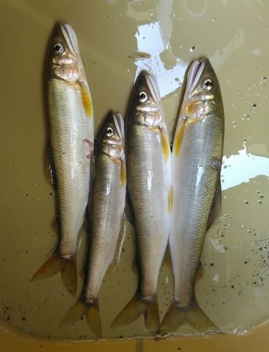 アユの釣果
