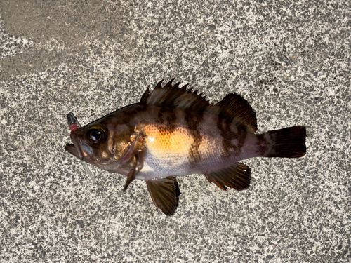 メバルの釣果