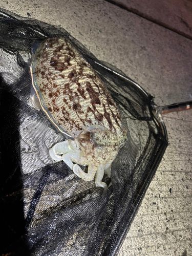 コウイカの釣果