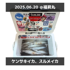 ケンサキイカの釣果