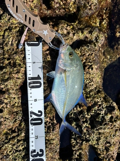 カスミアジの釣果