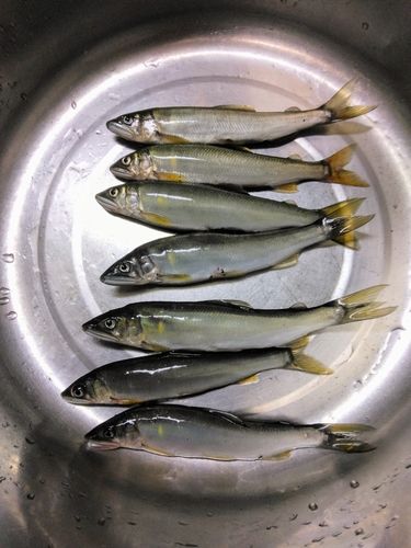 アユの釣果