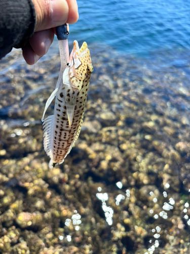 オグロトラギスの釣果