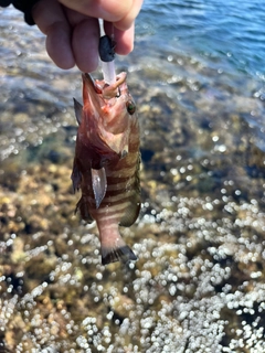 ヤミハタの釣果