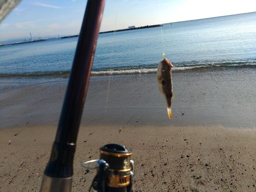 ヒガンフグの釣果
