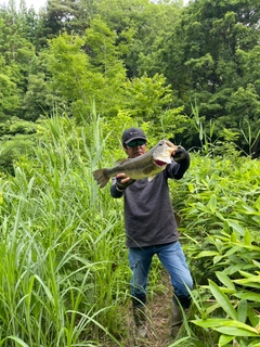 ラージマウスバスの釣果