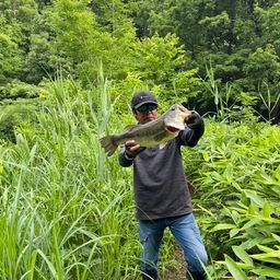 ラージマウスバス