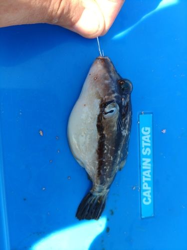 キタマクラの釣果