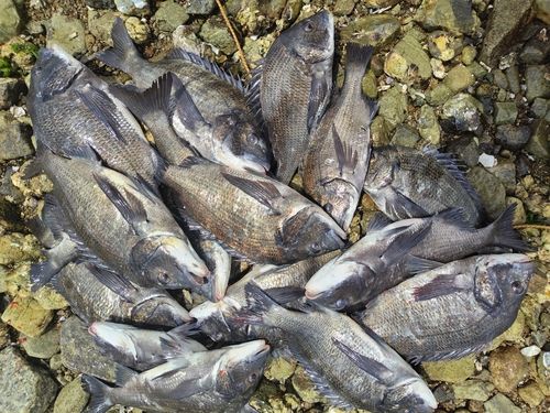 チヌの釣果