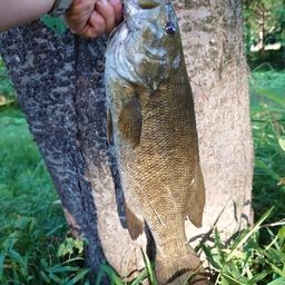 スモールマウスバス