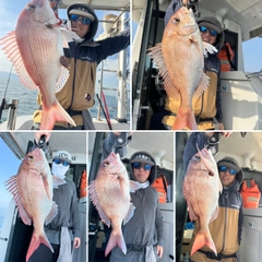 マダイの釣果
