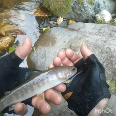 イワナの釣果