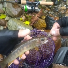 イワナの釣果