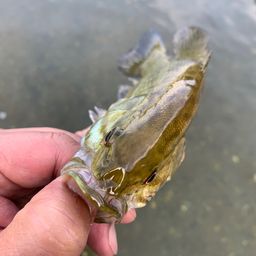 スモールマウスバス