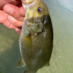 スモールマウスバス