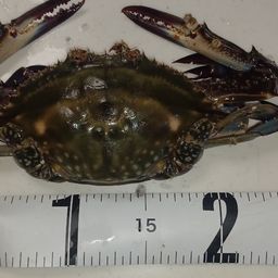 タイワンガザミ