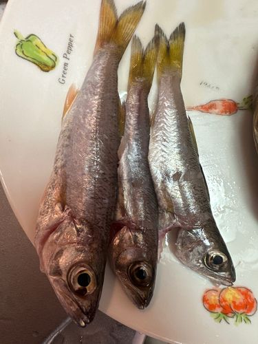 ムツの釣果