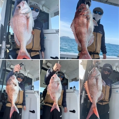 マダイの釣果