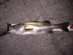 スズキの釣果