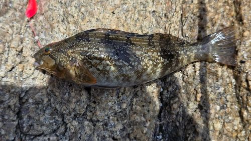 アイナメの釣果