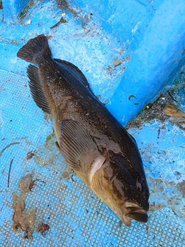 アブラコの釣果