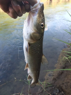ニゴイの釣果