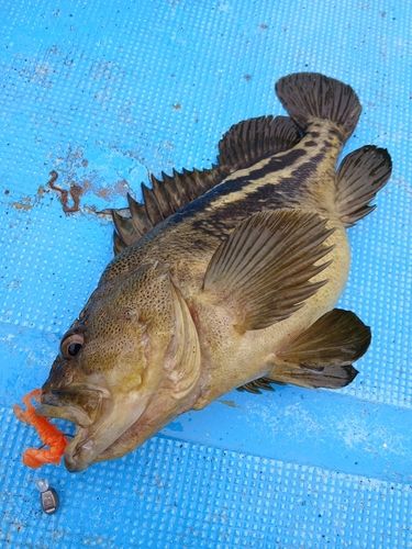 シマゾイの釣果
