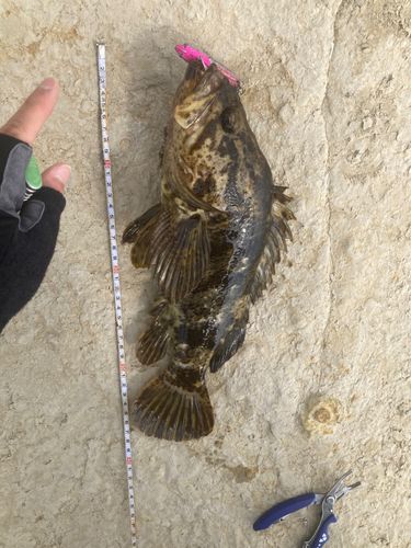 タケノコメバルの釣果