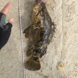 タケノコメバル