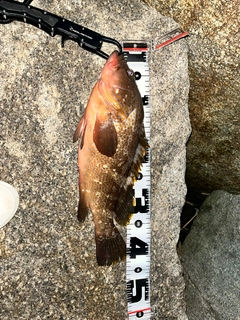 アコウの釣果
