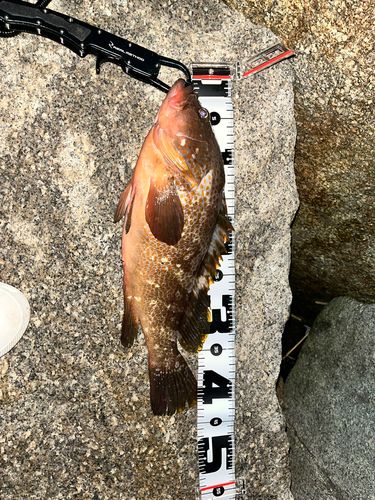 アコウの釣果