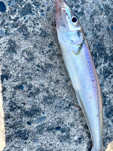 シロギスの釣果