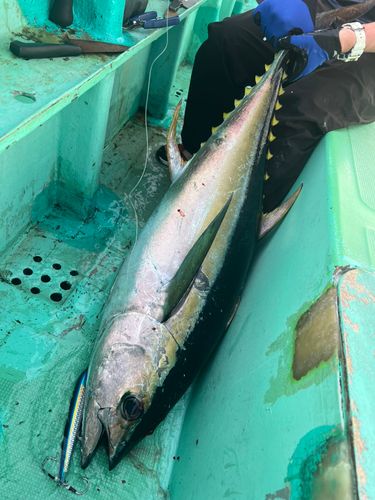 キハダマグロの釣果