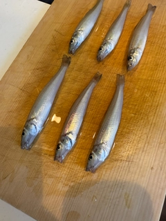 キスの釣果