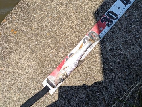 ニゴイの釣果