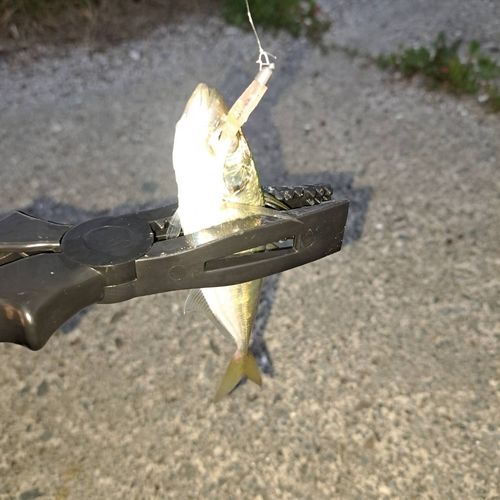釣果