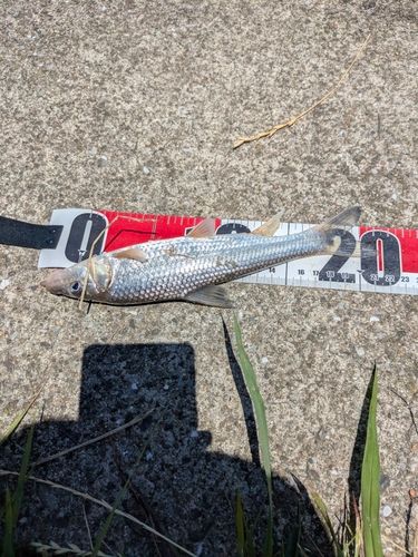 ニゴイの釣果
