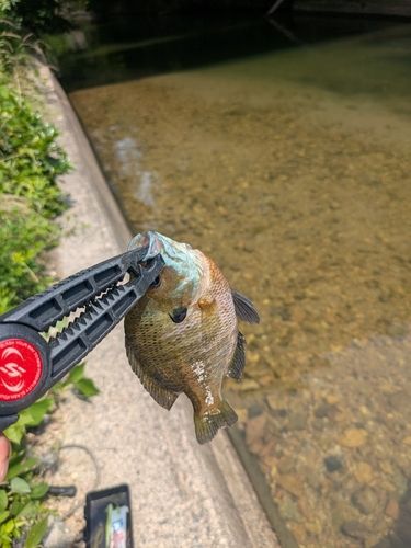 ブルーギルの釣果