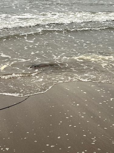 アカエイの釣果