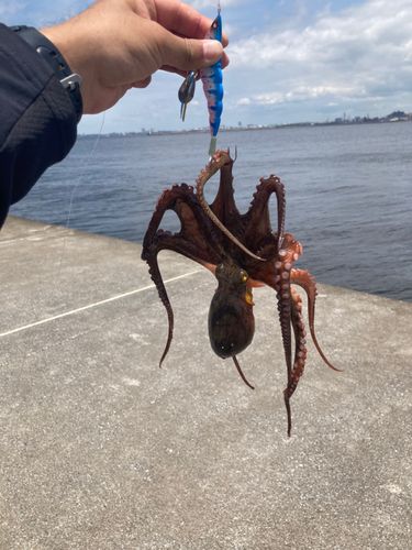 マダコの釣果