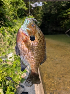 ブルーギルの釣果