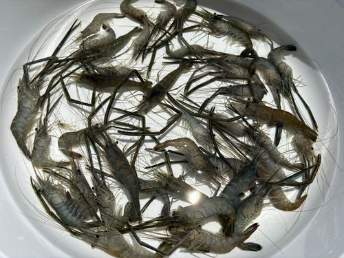 テナガエビの釣果