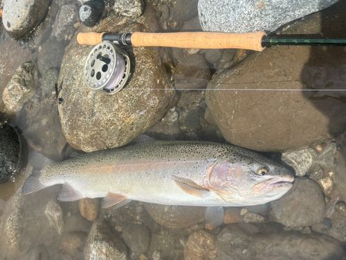 ニジマスの釣果