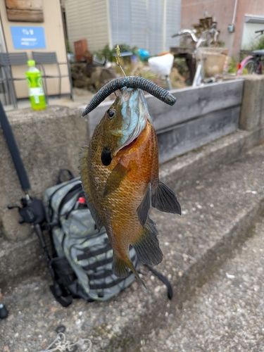 ブルーギルの釣果