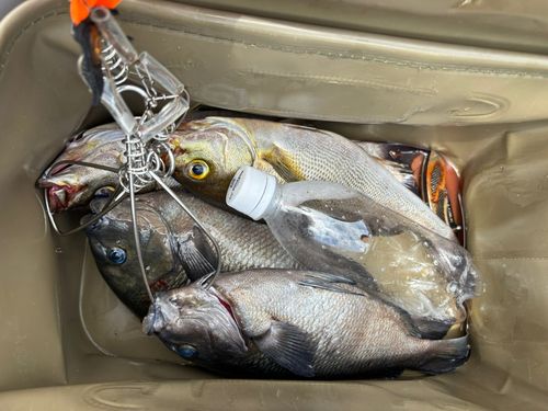 イサキの釣果