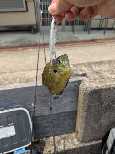 ブルーギルの釣果