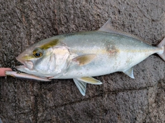 ネリゴの釣果