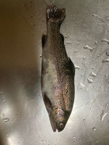 ニジマスの釣果