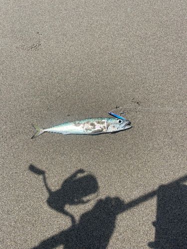 サバ