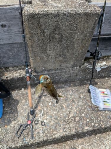 ブルーギルの釣果